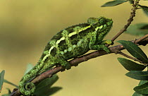 Flap-necked chameleon {Chamaeleo dilepis} camouflaged on branch, Kenya.