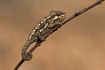 Von Hohnels chameleon {Chamaeleo hoehnelii} on a branch, Kenya.