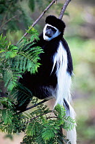 Black + White Colobus monkey {Colobus guereza} male, Kenya.