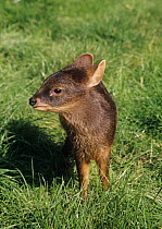 Young Southern pudu deer (Pudu puda) female, captive, from Chile, Endangered species