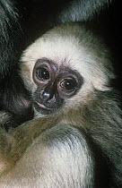 Pileated gibbon {Hylobates pileatus} young male suckling, Captive, from Thailand