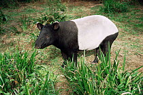 Malayan tapir {Tapirus indicus}, Thailand. Captive
