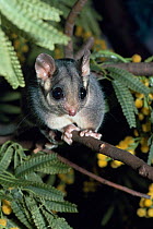 Leadbeaters possum {Gymnobelideus leadbeateri} portrait, Australia. Captive