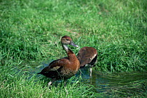 Two Black-billed / West Indian whistling duck {Dendrocygna arborea} Cuba. Captive