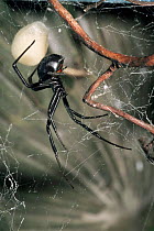 Black widow spider {Latrodectus mactans} female with egg sac, South America.
