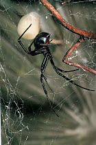 Black widow spider {Latrodectus mactans} female with egg sac, South America.