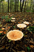 Troop of {Clitocybe geotropa} fungi, UK.