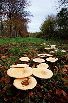 Troop of {Clitocybe geotropa} fungi, UK.