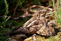 Nightjar {Caprimulgus europaeus} with chick on  ground, UK.