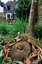 Hedgehog {Erinaceus europaeus} curled up / nesting in urban garden, UK.