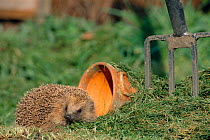Hedgehog {Erinaceus europaeus} in urban garden, UK.