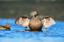 Eider duck {Somateria mollissima} on water flapping its wings, UK.