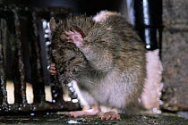 Brown rat {Rattus norvegicus} cleaning itself. Captive. UK.