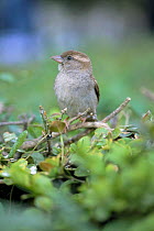 Common / House sparrow {Passer domesticus} female, portrait, UK