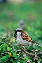 Common / House sparrow {Passer domesticus} male, portrait, UK.