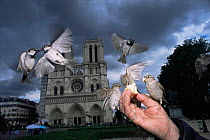 Common / House sparrows {Passer domesticus} being fed by hand in front of Notre Dame, Paris, France.