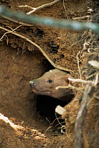 Bush Dog {Speothos venaticus} emerging from den. Research Project, Brazil.