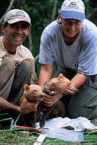 Bush Dogs {Speothos venaticus} Research project. (Edson de Souza), Brazil.