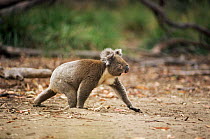 Koala {Phascolartcos cinereus} walking on the gound. Australia.