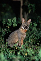 Hoary fox {Pseudolopex vetulus} with radio collar, Brazil.