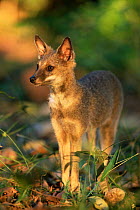 Hoary fox {Pseudolopex vetulus}, Brazil.