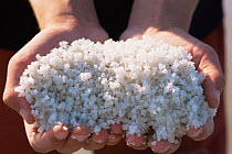 Salt production by evaporation - a handful of sea salt. Guerande, France.
