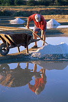 Salt production by evaporation - shoveling salt into wheelbarrow. Guerande, France.