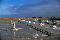 Salt production by evaporation. Guerande, France.