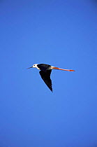 Black-winged stilt {Himantopus himantopus} flying, France.
