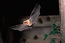 Greater horseshoe bat {Rhinolophus ferrumequinum} in flight. UK.