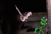 Greater horseshoe bat {Rhinolophus ferrumequinum} in flight. UK.