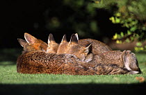 Red fox {Vulpes vulpes} female with three cubs suckling, UK