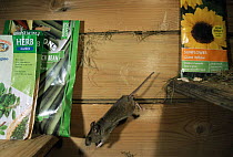 House mouse {Mus musculus} jumping in garden shed. UK.