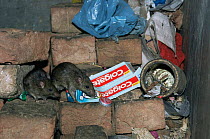 Two House mice {Mus musculus} in rubbish. UK.
