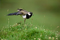 Lapwing {Vanellus vanellus} standing on one leg with wing outstreched. UK.