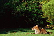 Red fox {Vulpes vulpes} female sitting relaxed in garden. UK.