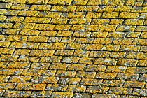 Yellow scale lichen on roof tiles, UK.
