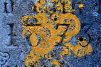 {Caloplaca marina} lichen on gravestone, UK.