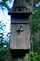 European wryneck {Jynx torquilla} adult on nest box with food item. Sequence 8/8. Sweden
