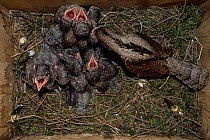 European wryneck {Jynx torquilla} adult in nest box feeding chicks. Sequence 7/8  Sweden
