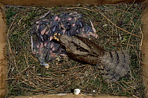 European wryneck {Jynx torquilla} adult in nestbox feeding chicks. Sequence 6/8. Sweden