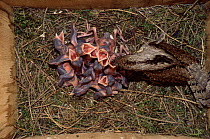 European wryneck {Jynx torquilla} adult in nest feeding chicks in nestbox. Sequence 5/8 Sweden