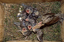 European wryneck {Jynx torquilla} adult in nest feeding chicks in nestbox. Sequence 4/8. Sweden
