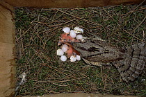 European wryneck {Jynx torquilla} adult with newly hatched chicks and eggs in nestbox. Sequence 3/8. Sweden