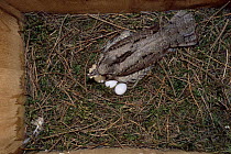 European wryneck {Jynx torquilla} adult sitting on eggs in nestbox. Sequence 2/8. Sweden