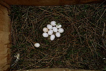 Clutch of European wryneck {Jynx torquilla} eggs in next box. Sequence, Sweden