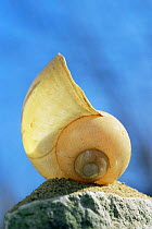 Golden apple snail {Pomacea canaliculata} shell.