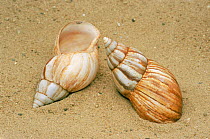 Two Giant African snail {Achatina fulica} shells in sand.