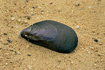 European mussel {Mytilus galloprovincialis} shell in sand. Europe.