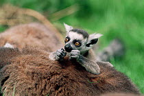 Ring-tailed lemur {Lemur catta} infant on adults back. Captive. Madagascar. Lemurs